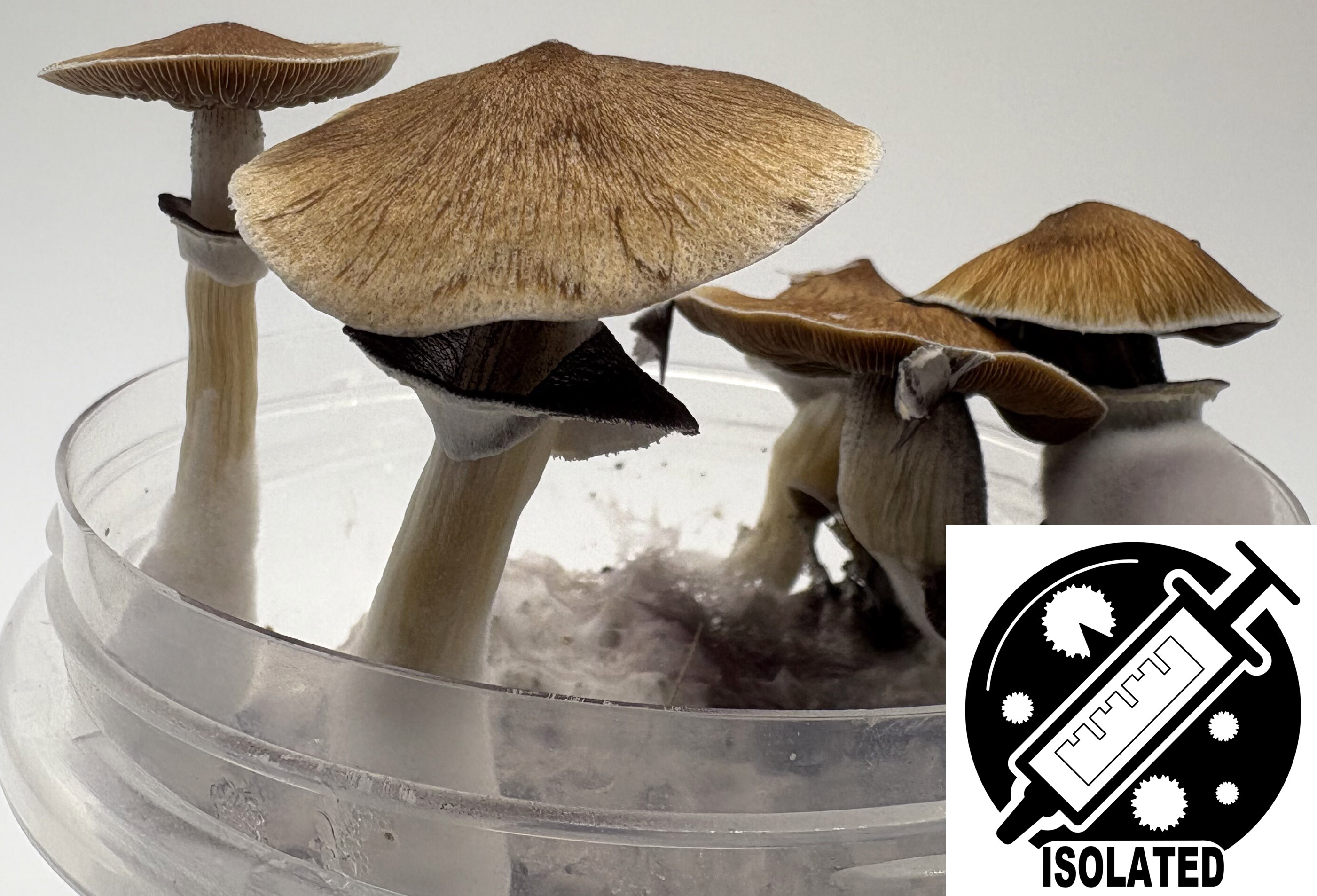 MONTHLY FEATURE: Psilocybe cubensis : Lizard King Spore Isolate Syringe